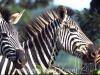 Budget accommodation, Swaziland, Ezulwini Valley, camping, Mlilwane Wildlife Sanctuary