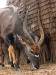 milwane wildlife sanctuary, affordable accommodation, game park