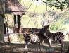 Swaziland, Mlilwane, cottage, self-catering, family