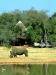 Budget Accommodation Swaziland, Hlane Royal National Park, self-catering, wildlife, safari, double room cottage